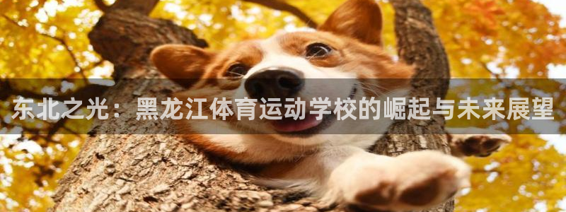 3377体育中国官方网站入口：东北之光：黑龙江体育运动学校的崛起与未来展望